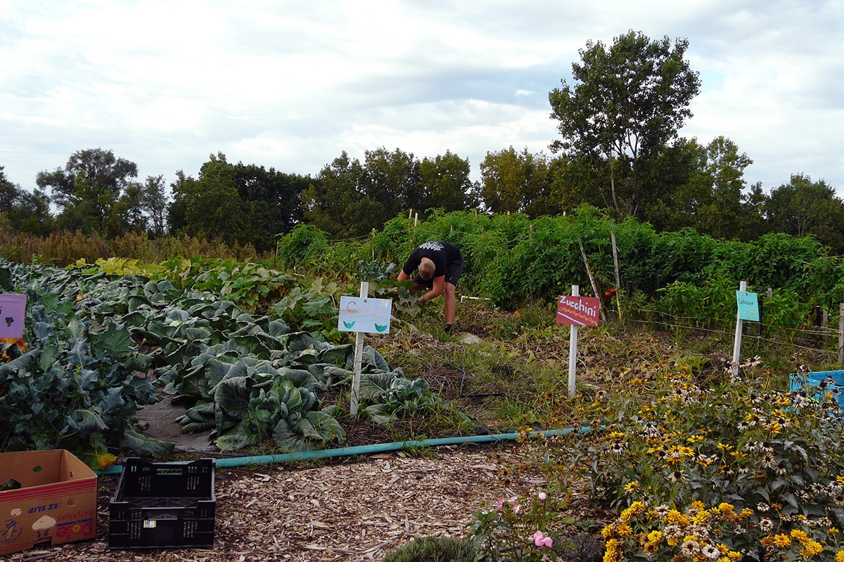 Victory Garden3