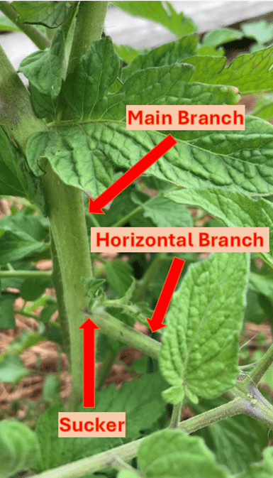 Photo: Tomato plant in the Detroit Food Zoo, Olivia Barrera